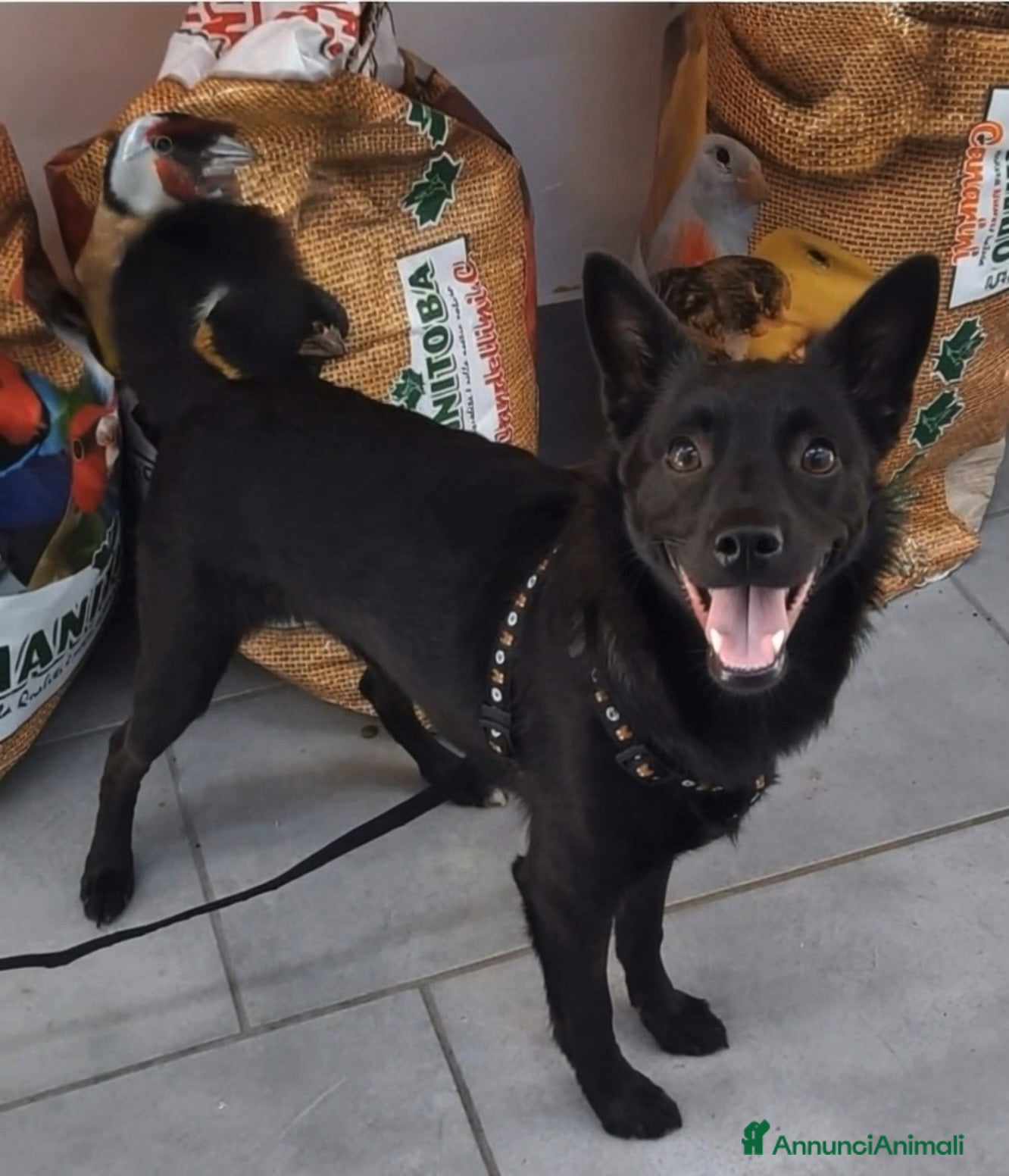 Meticcio cani Loky taglia piccola 5 anni cerca casa urgente  - Annuncio 2