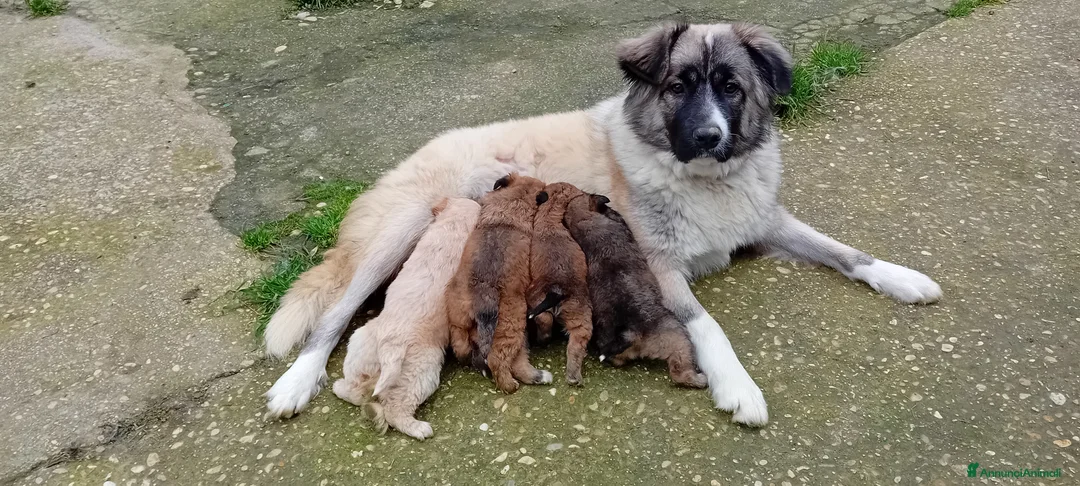 Meticcio cani in regalo: Cuccioli meravigliosi a Provincia di Pescara - Annuncio 2