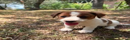 Jack Russell cani in vendita: Cuccioli Jack Russell  Pelo Liscio con Pedigree - Annuncio 7