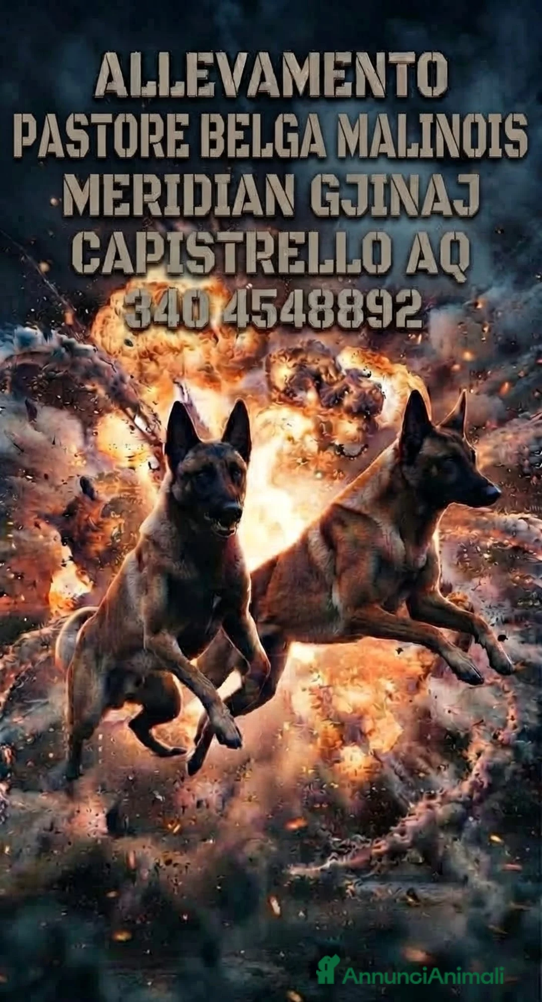 Pastore Belga cani in vendita: Pastore belga  - Annuncio 2