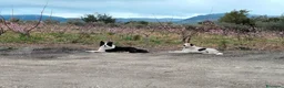 Border Collie cani in regalo: Border collie maschio 4 anni a Libero consorzio comunale di Agrigento - Annuncio 4