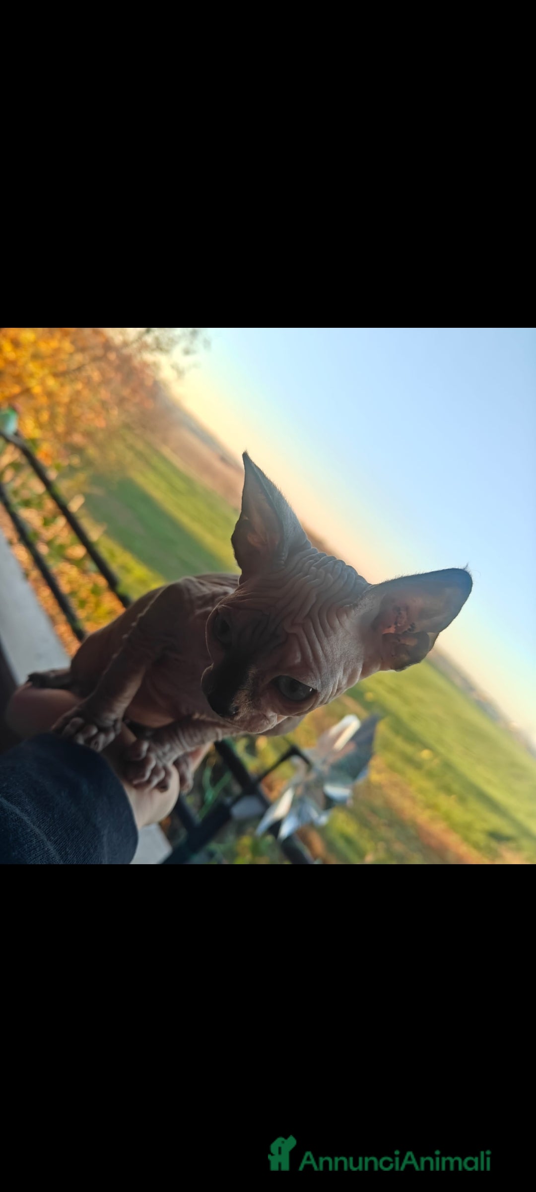 Sphynx gatti in vendita: Cucciola di canadian sphynx - Annuncio 6