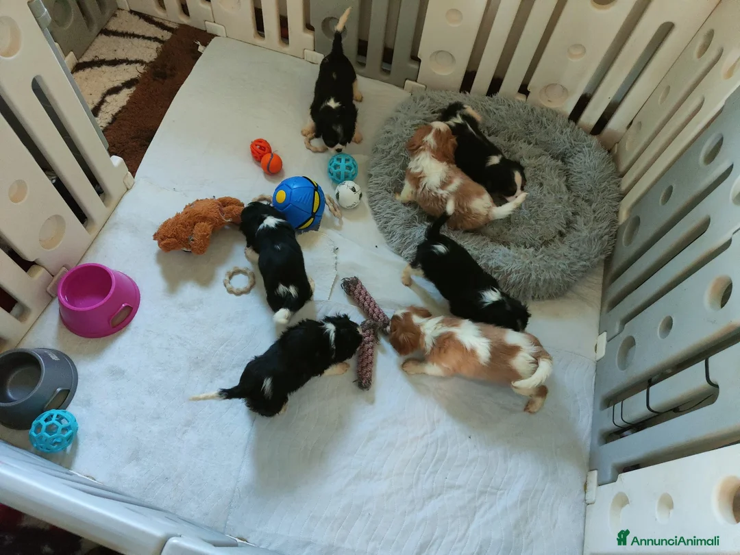 Immagine della galleria {{count}}