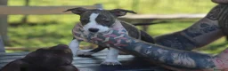 Pitbull cani in vendita: Cuccioli Pit Bull con pedigree anche a rate - Annuncio 10