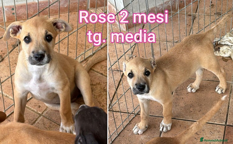 Meticcio cani - Annuncio 17