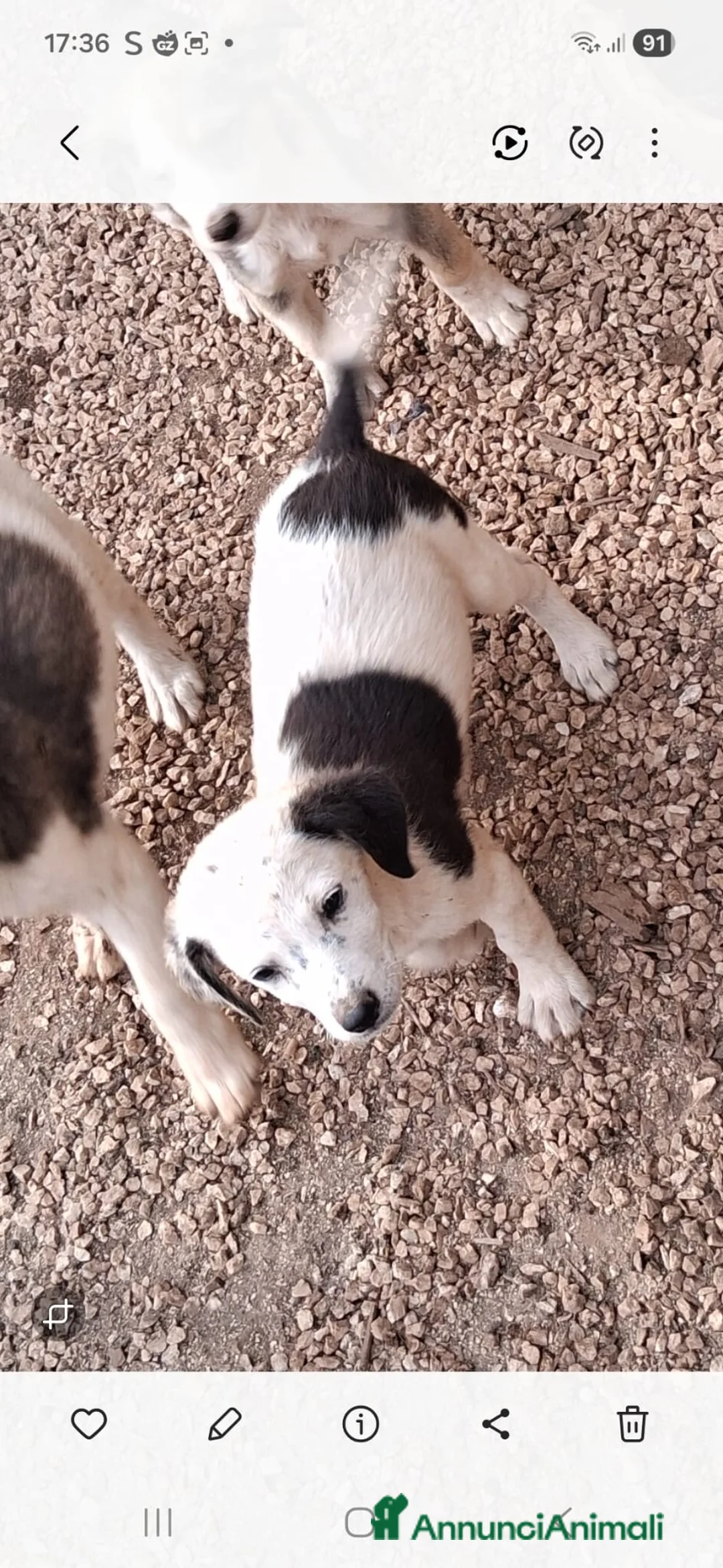 Meticcio cani in regalo: Cuccioli cercano casa - Annuncio 2