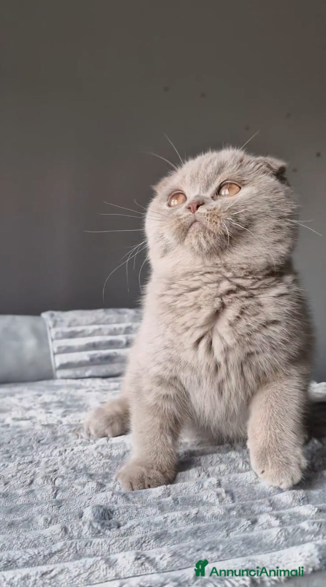 Scottish gatti in vendita: Scottish Fold  - Annuncio 6