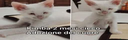 Altre razze gatti in regalo: SERVONO ADOZIONI X SALVARLI  a Provincia di Modena - Annuncio 7