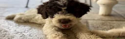 Lagotto cani in vendita: Cuccioli lagotto romagnolo  - Annuncio 13