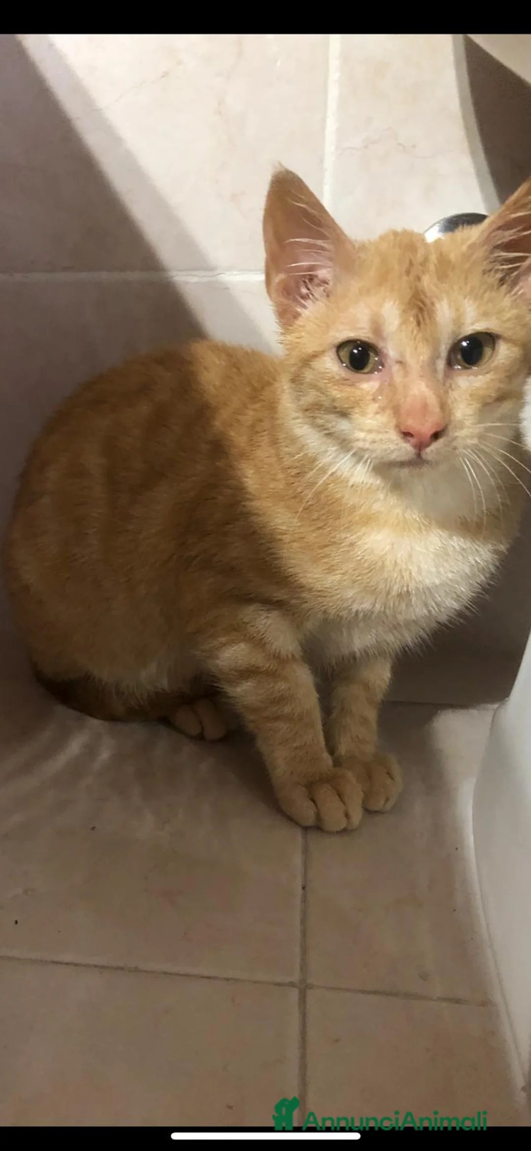 Meticcio gatti in regalo: GATTINO COCCOLONE - Annuncio 7