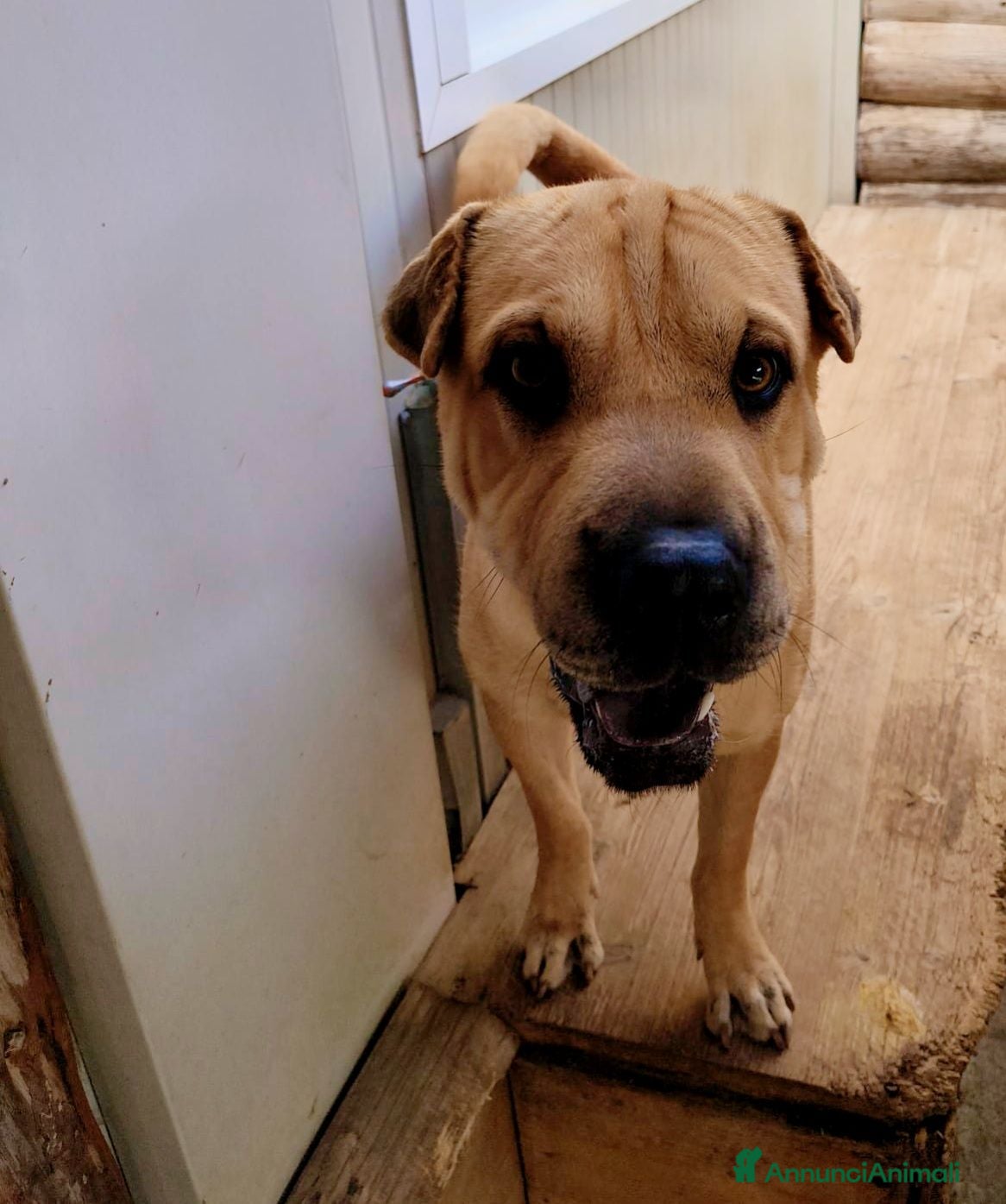 Shar Pei cani Biscotto - Annuncio 29