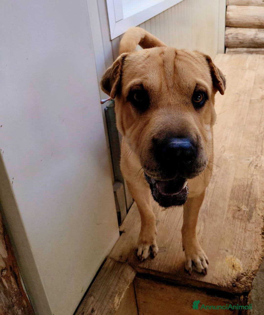 Shar Pei cani in regalo: Biscotto - Annuncio 1