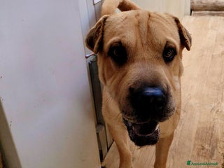 Shar Pei cani Biscotto - Annuncio 16