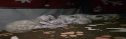 Bengala gatti in vendita: Cuccioli gatto bengala  - Annuncio 14