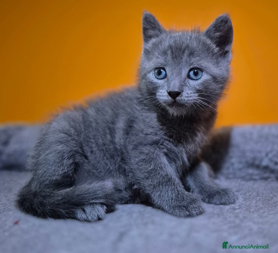 Certosino gatti in vendita: Cuccioli di CERTOSINO PURISSIMI - Annuncio 4