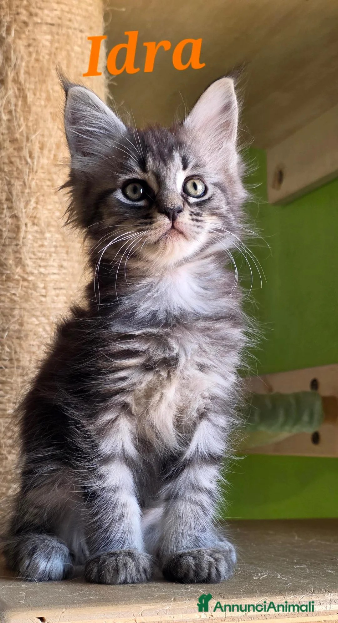Maine Coon gatti in vendita: Cucciola di Maine Coon  - Annuncio 2
