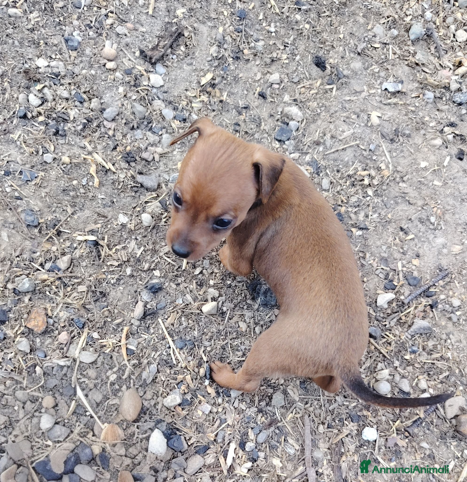 Pinscher Miniatura cani in vendita: Cuccioli Pinscher nano  - Annuncio 1
