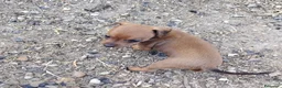 Pinscher Miniatura cani in vendita: Cuccioli Pinscher nano  - Annuncio 1