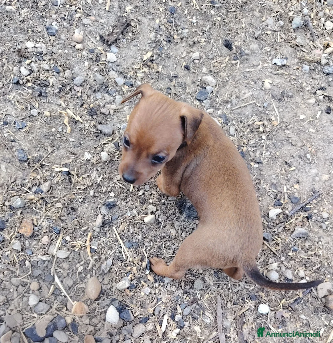 Pinscher Miniatura cani in vendita: Cuccioli Pinscher nano  - Annuncio 1