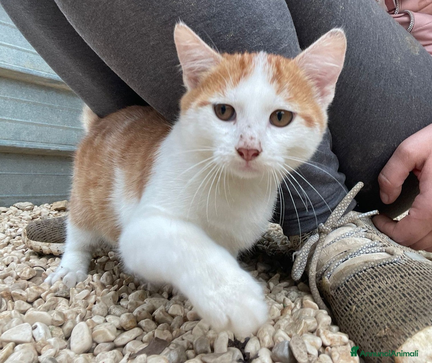 Meticcio gatti IL TENERO POOH - Annuncio 2