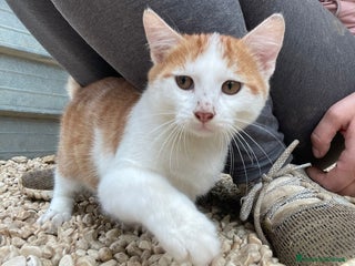 Meticcio gatti IL TENERO POOH - Annuncio 1