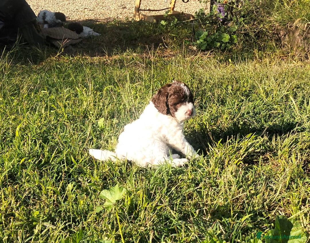 Lagotto cani in vendita: Cuccioli Lagotto Romagnolo  - Annuncio 7