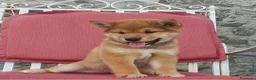 Shiba Inu cani in vendita: Cucciolo maschio disponibile pedigree  - Annuncio 2