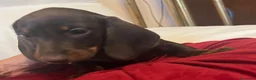 Bassotto cani in vendita: Cuccioli bassotto tedesco pelo corto  - Annuncio 7