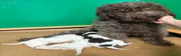 Lagotto cani in vendita: Cuccioli di Lagotto romagnolo - Annuncio 3