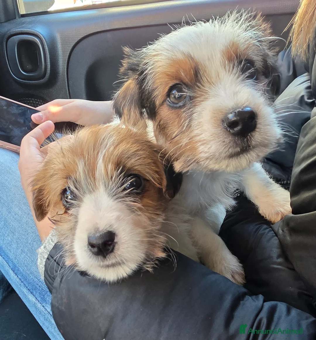 Jack Russell cani in vendita: Cuccioli di Jack Russell  - Annuncio 4