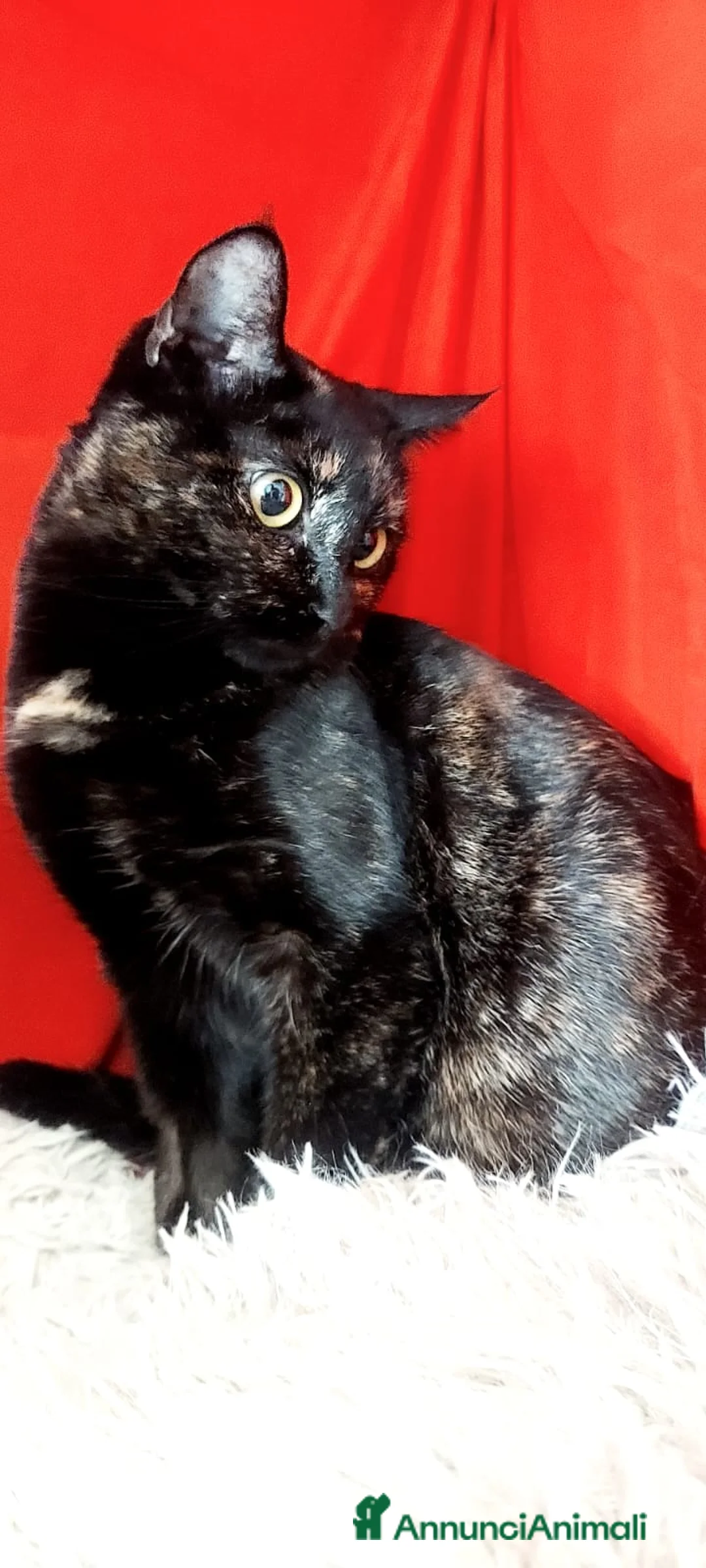 Europeo gatti in regalo: MORA DOLCISSIMA SQUAMETTA - Annuncio 4