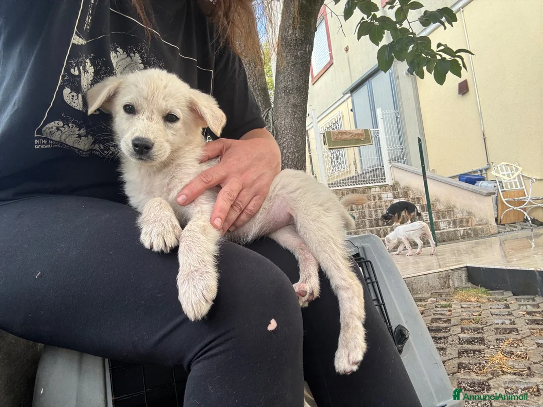Meticcio cani in regalo: Cuccioli taglia media contenuta socievoli a Città Metropolitana di Genova - Annuncio 5