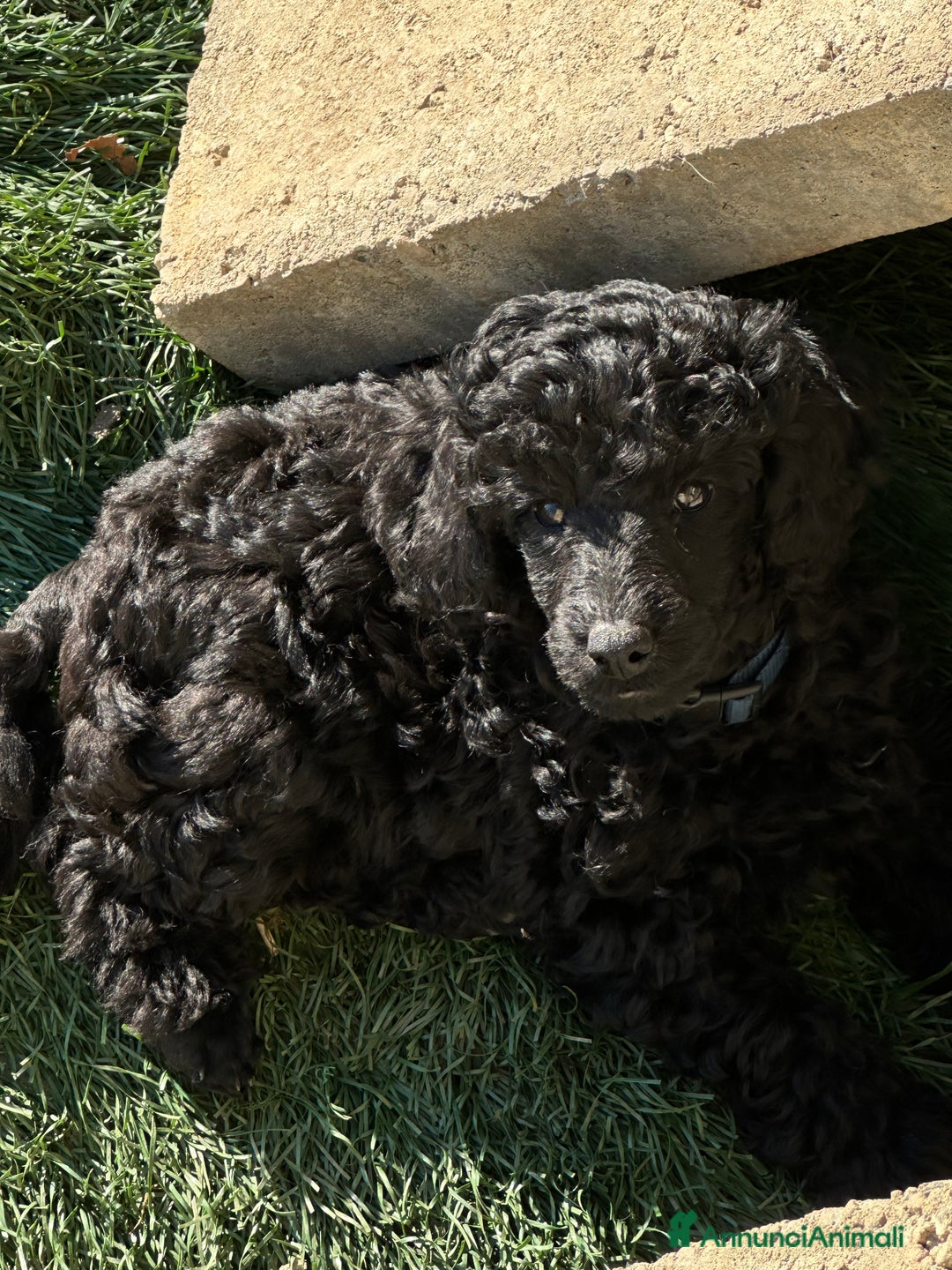 Barbone cani in vendita: Barbone media mole - Annuncio 1