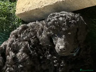 Barbone cani Barbone media mole - Annuncio 3