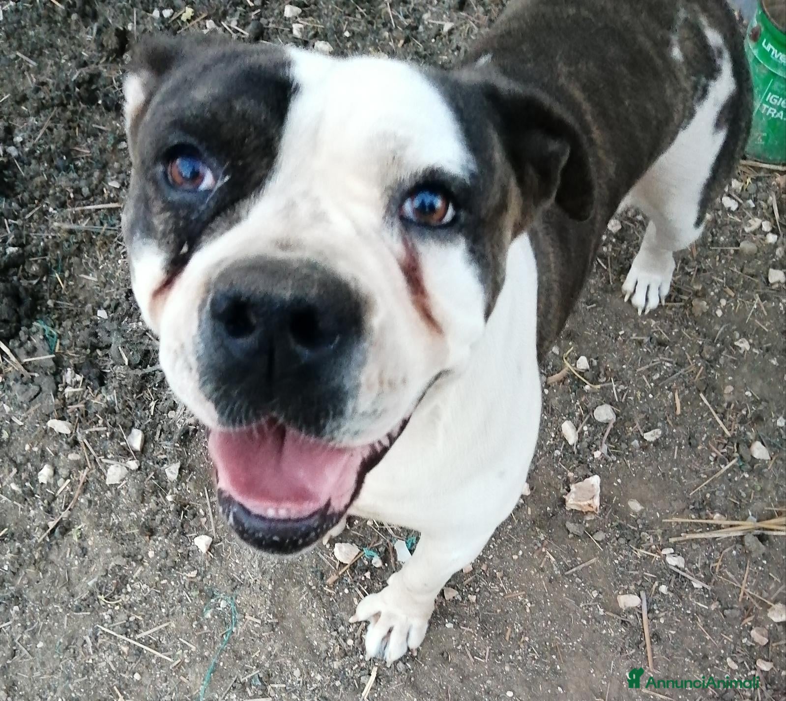 American Bully cani Regalo Zoe  - Annuncio 7