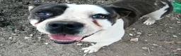 American Bully cani in regalo: Regalo Zoe  a Provincia di Taranto - Annuncio 1