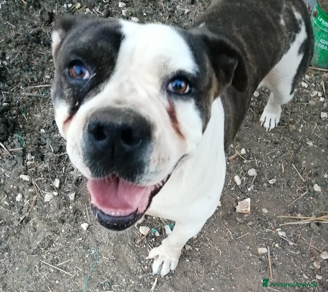 American Bully cani in regalo: Regalo Zoe  a Provincia di Taranto - Annuncio 1