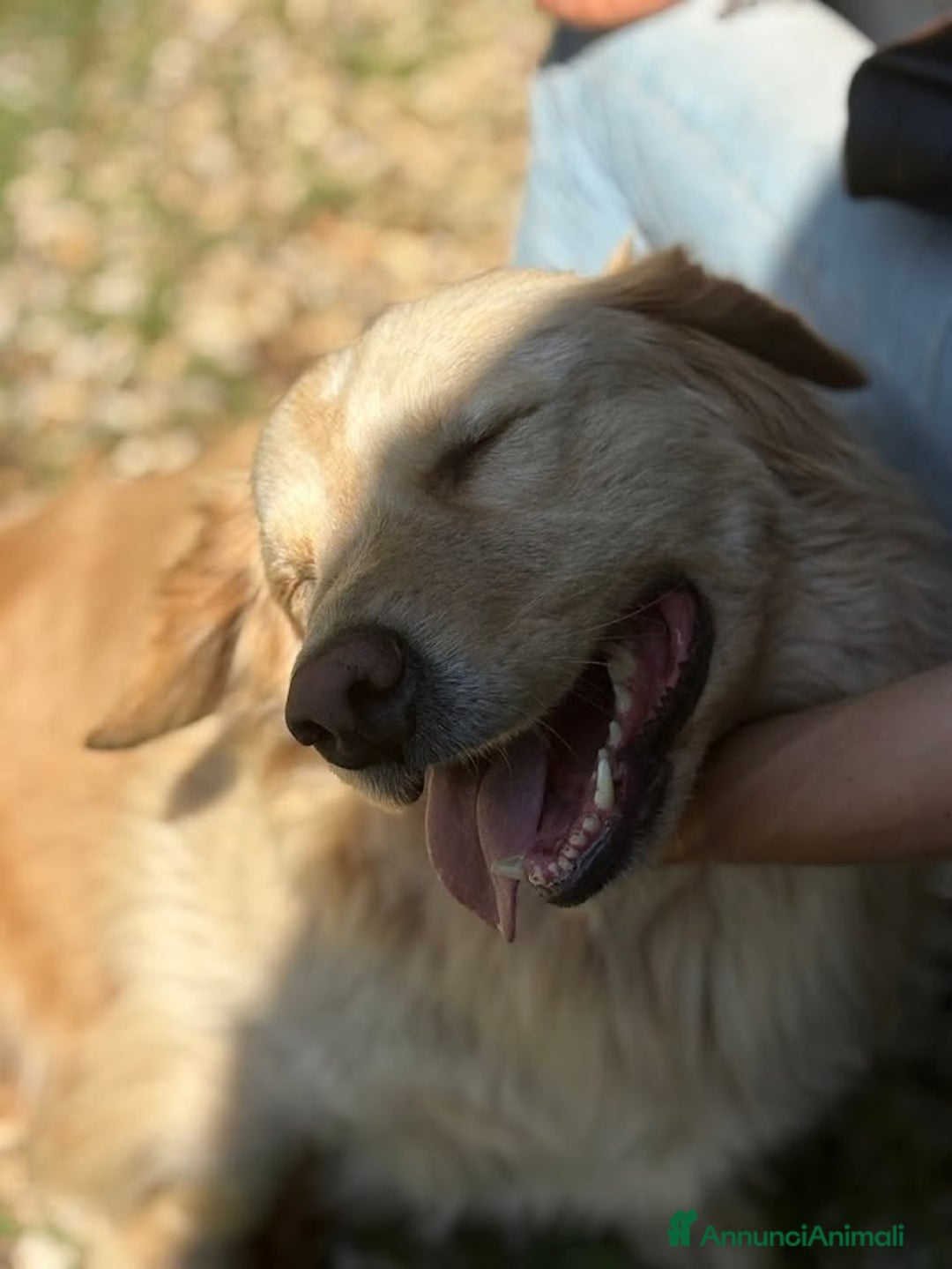 Altre razze cani in regalo: OSCAR DOLCE CANE ASPETTA CASA - Annuncio 5