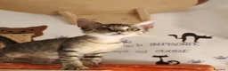 Meticcio gatti in regalo: 3 mesi, vive in uno stanzino - Annuncio 11