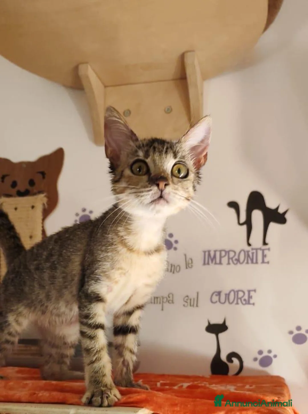 Meticcio gatti in regalo: 3 mesi, vive in uno stanzino - Annuncio 11