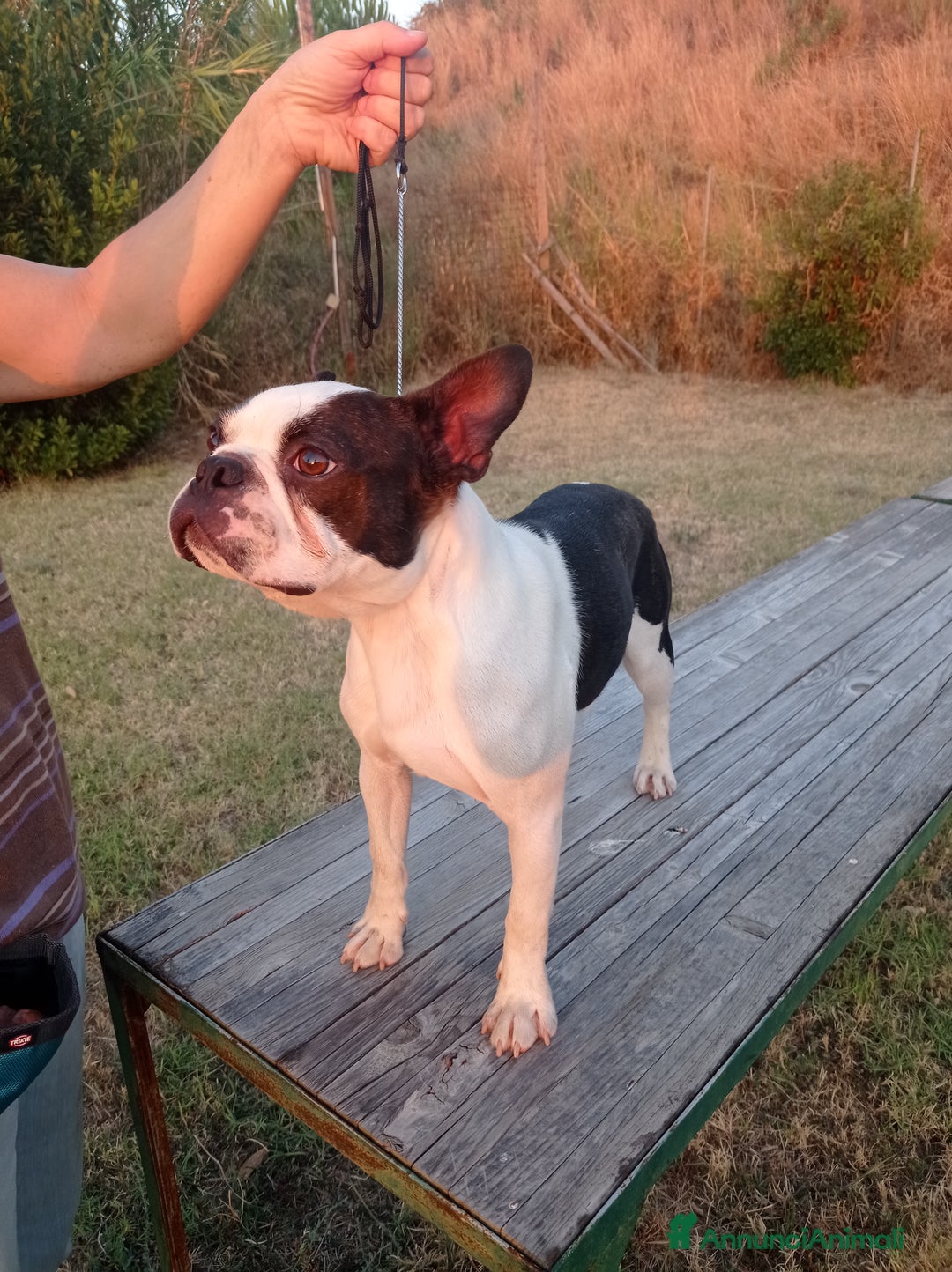 Boston Terrier cani in vendita: Cuccioli di Boston terrier selezionati disponibili - Annuncio 1
