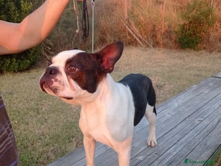 Boston Terrier cani Cuccioli di Boston terrier selezionati disponibili - Annuncio 2