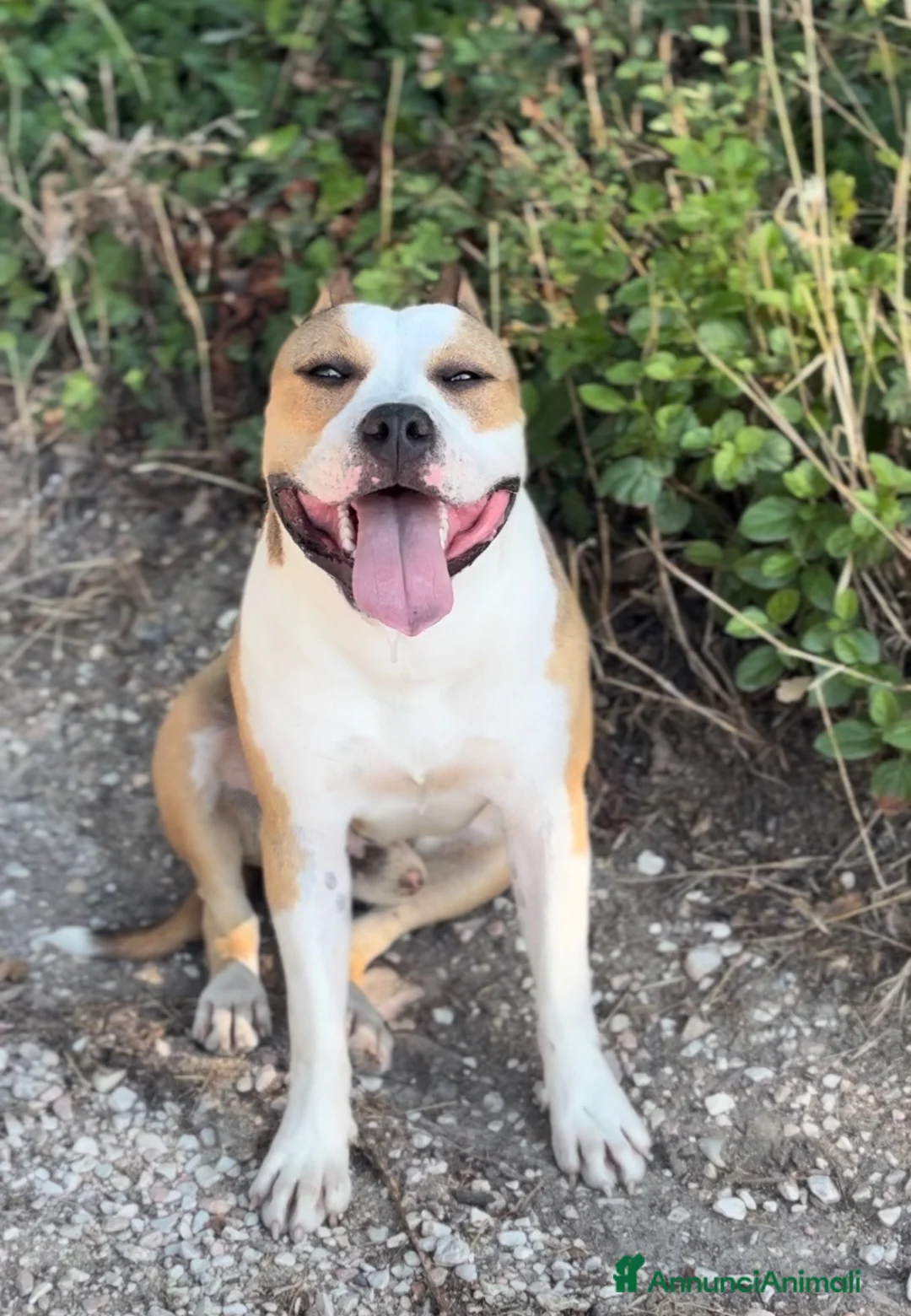 American Staffordshire cani in vendita: Puro Amstaff alta genealogia  a Provincia di Perugia - Annuncio 3