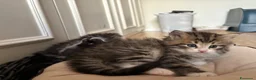 Siberiano gatti in vendita: SIBERIANO GATTINO IPOALLERGENICO  - Annuncio 7