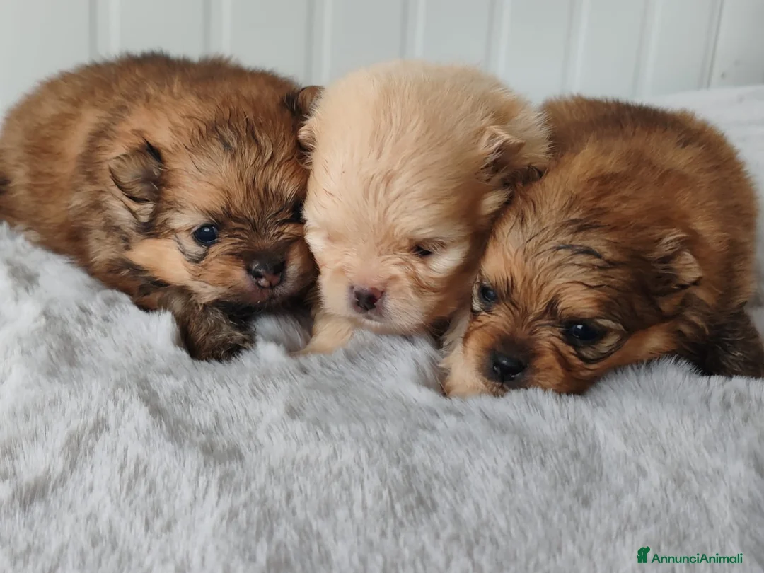 Spitz cani in vendita: SPITZ POMERANIA CON PEDIGREE ENCI - Annuncio 3