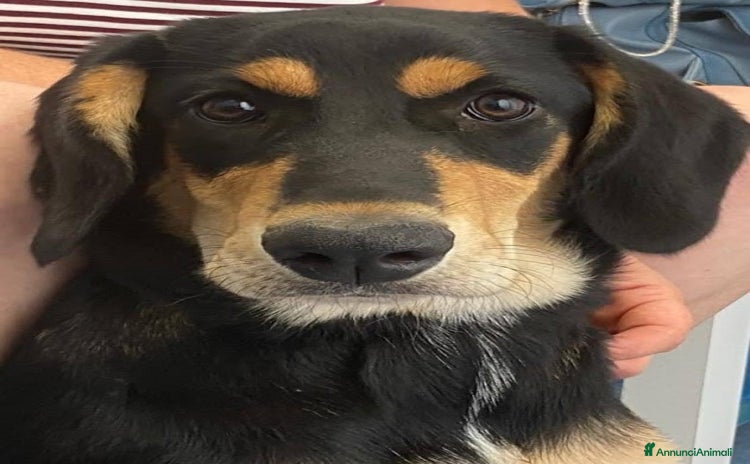 Altre razze cani - Annuncio 9