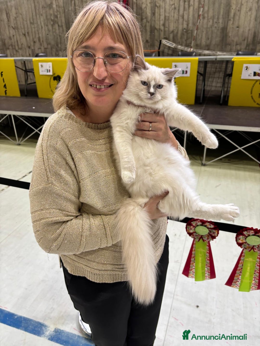 Ragdoll gatti in vendita: Wonder Blue Shakeaspeare  - Annuncio 3