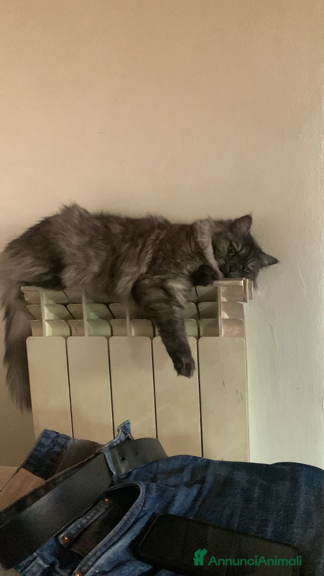 Meticcio gatti in regalo: Gattina  a Città metropolitana di Milano - Annuncio 2