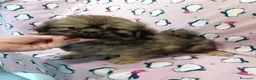Tibetan Spaniel cani in vendita: Tibetan Spaniel cuccioli - Annuncio 7