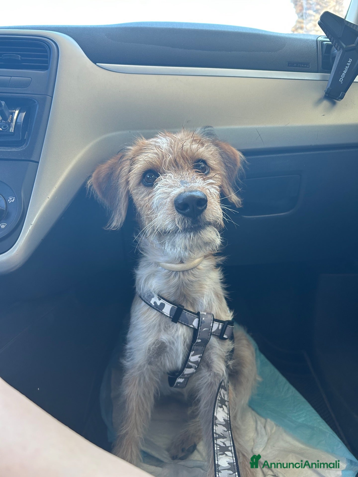 Meticcio cani Cane taglia media - Annuncio 33